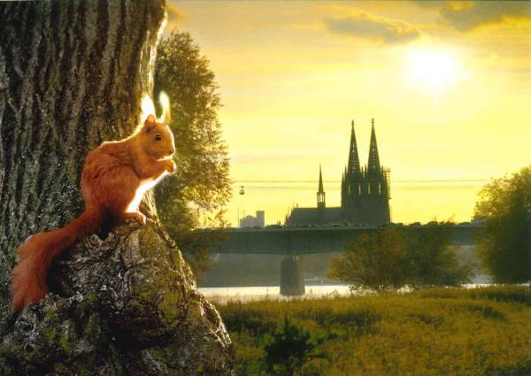 Postkarte 'Köln Eichhörnchen'