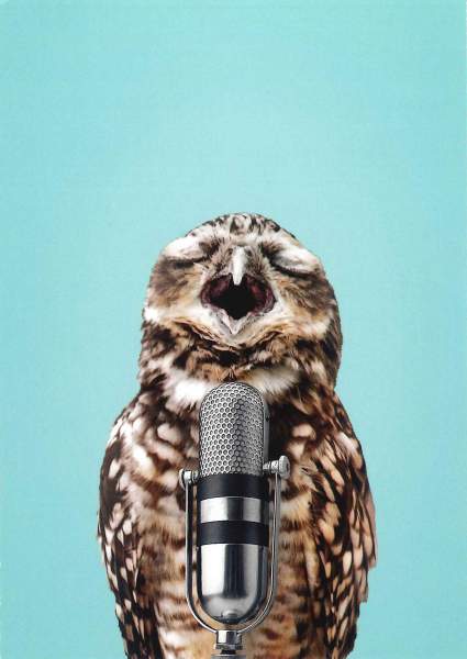 Postkarte 'Owl mic'