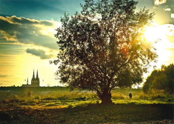 Postkarte 'Köln Baum'