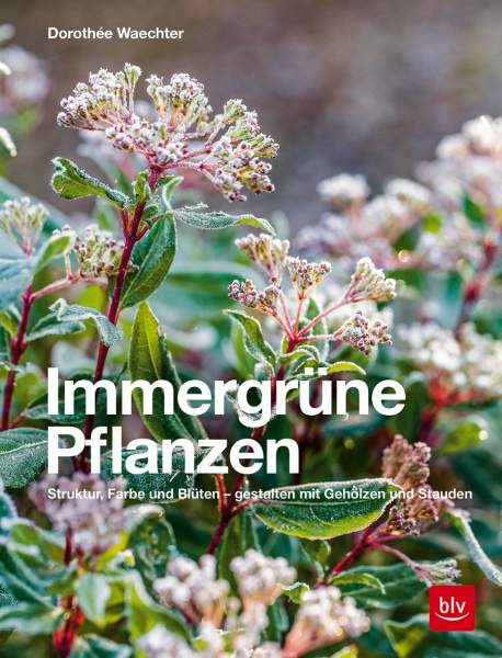 Buch 'Immergrüne Pflanzen'