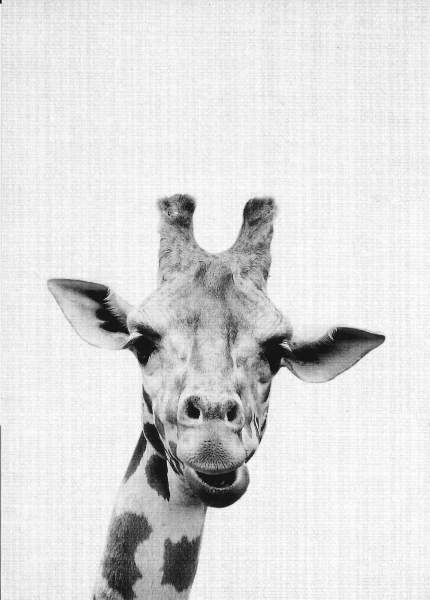 Postkarte 'Giraffe'