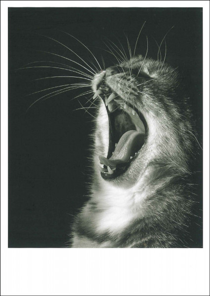 Postkarte 'My little tiger'